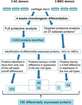 Comparison between articular chondrocytes and mesenchymal stromal cells for the production of articular cartilage implants